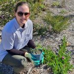 Boronia keysii planted for National Tree Day